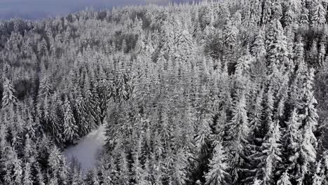 spruce tree foggy forest covered by snow in winter landscape - aerial drone shot
