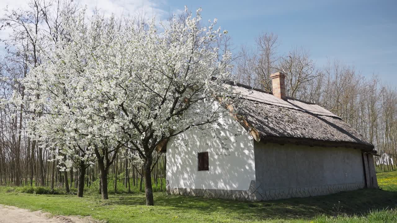 Casa rurale bianca con albero in fiore in un paesaggio primaverile