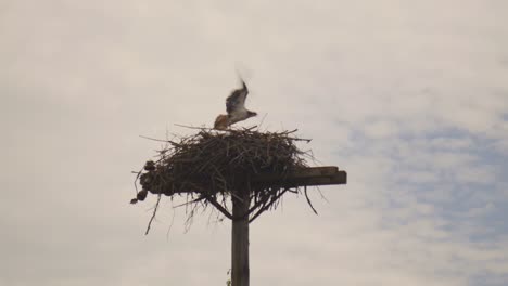 Fischadler-Fliegt-Vom-Nest-Am-Telefonmast-Weg