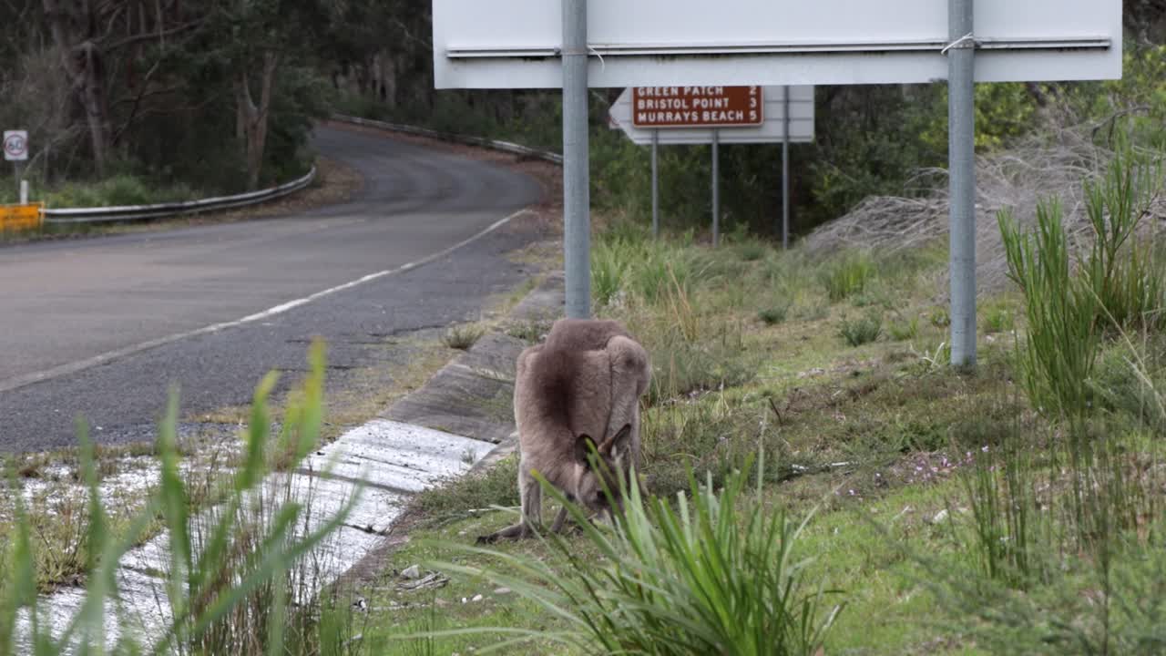 호주 부더리 국립공원의 길가에 있는 풀밭에서 먹이를 먹고 있는 캥거루, 핸드헬드 안정 샷