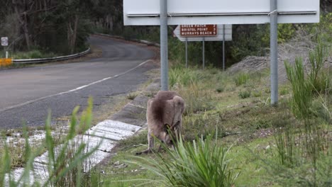 Canguro-Alimentándose-De-La-Hierba-Al-Lado-De-La-Carretera-En-El-Parque-Nacional-Booderee-Australia,-Tiro-Estable-De-Mano