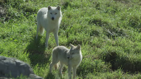 lobos en el bosque boreal canadiense