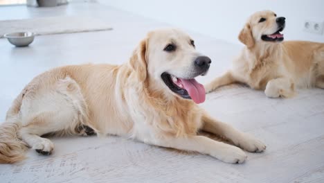 golden retrievers resting in bright room