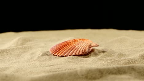 seashell on the beach