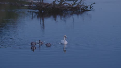 The-swans-swimming-in-the-lake-at-moonlight-in-Devon,-UK