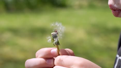 slo-mo: close up of a young caucasian boy blowing the last of a dandelion in a sunny green lawn