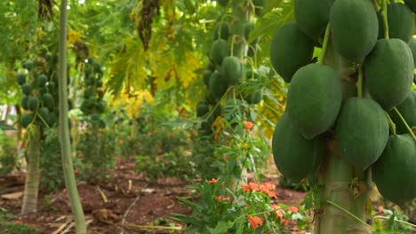 papaya en el árbol de papaya en el jardín