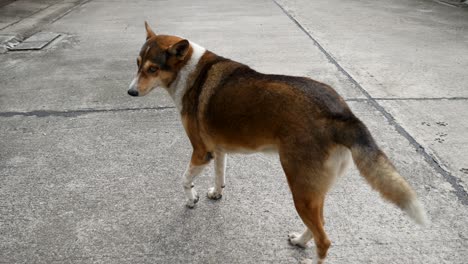 street dog in thailand