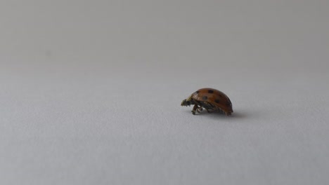 primer plano de una mariquita herida coccinellidae intentando caminar