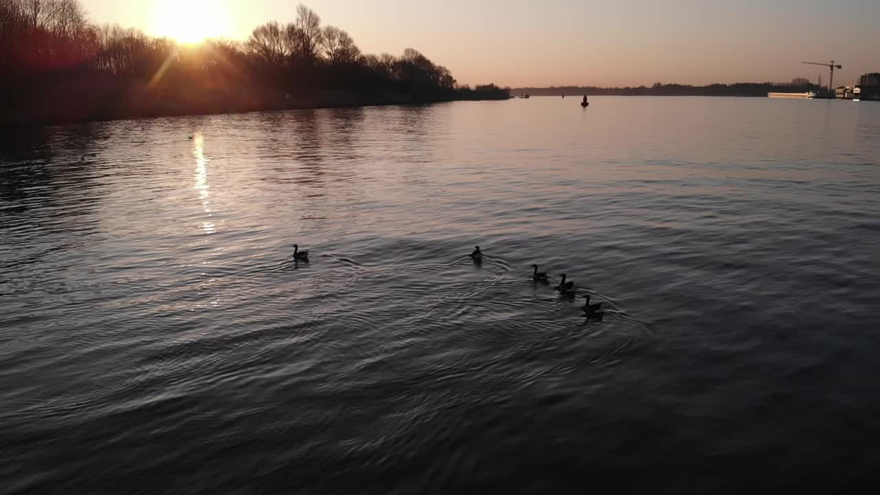 Gås på fredfyldt sø bagbelyst af gyldent sollys under solnedgang