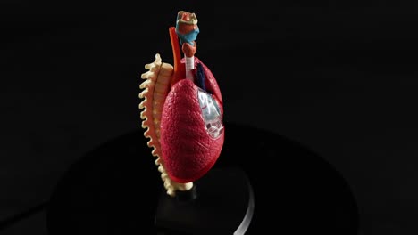modelo anatómico giratorio del corazón y los pulmones
