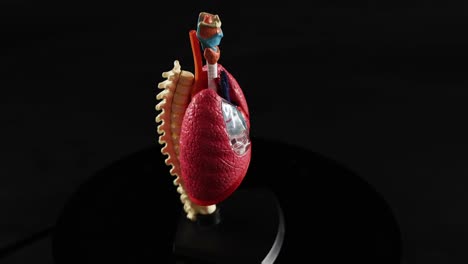 rotating anatomical model of heart and lungs