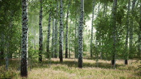 Bosque-De-Abedules-A-La-Luz-Del-Sol-Por-La-Mañana