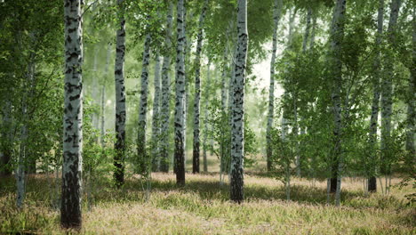 bosque de abedules a la luz del sol por la mañana