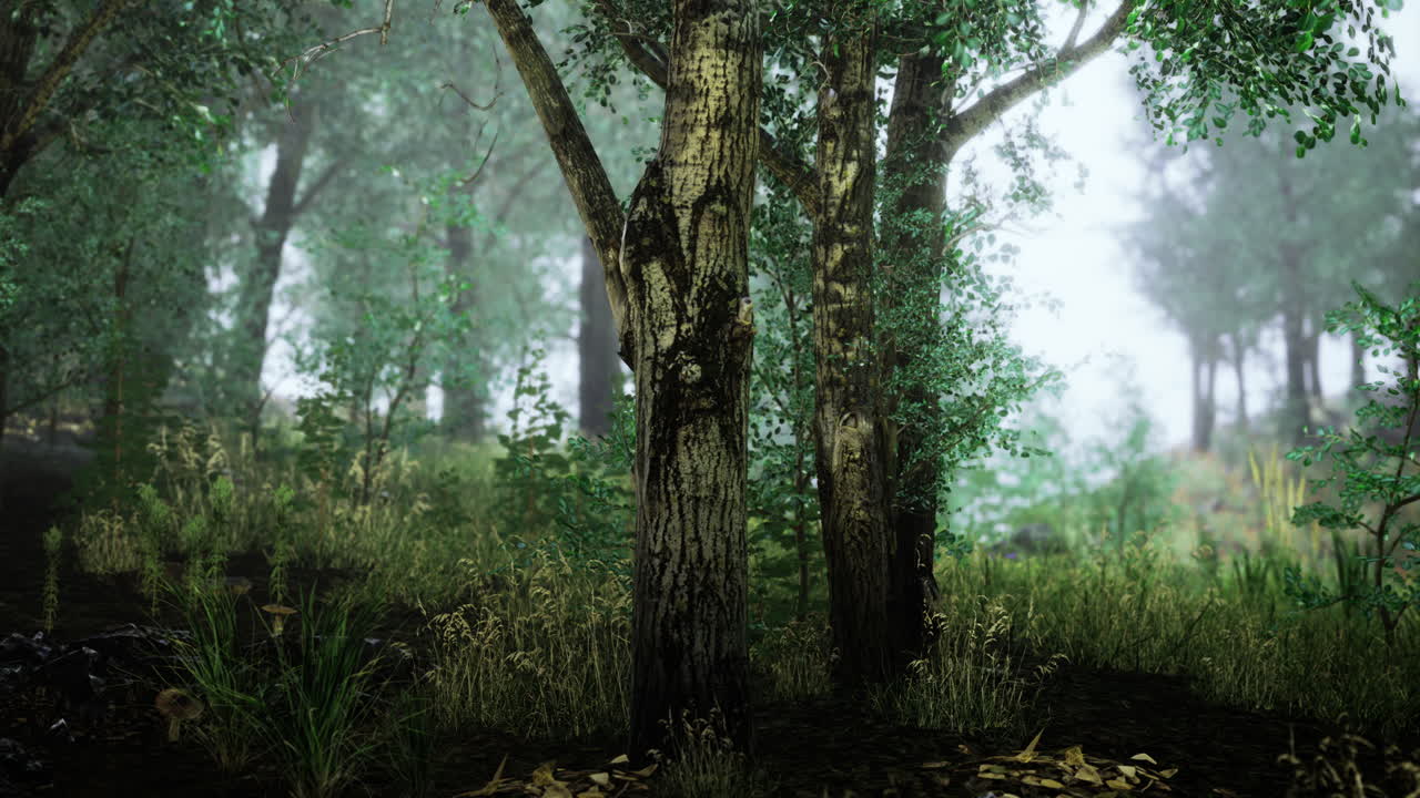 Misty morning in a serene forest with lush greenery and tranquil atmosphere