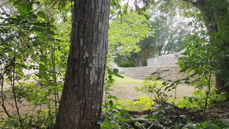 vegetation covering archaeological remains by time