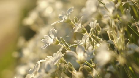 dreamy white flowers closeup during evening sunset vibe 4k 120p slomo