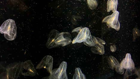 jellyfish - bolinopsis sp