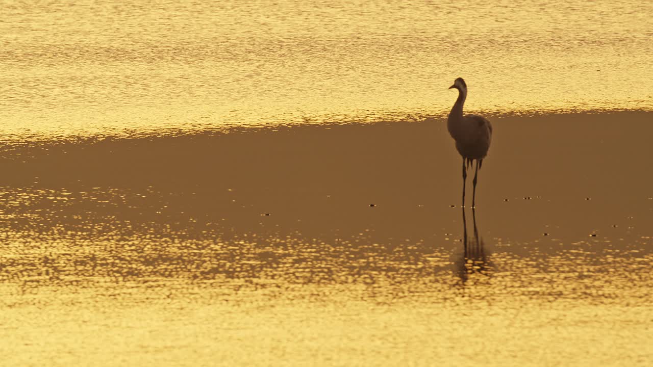Eurasian Crane standing in a lake at sunrise, illuminated by beautiful light.