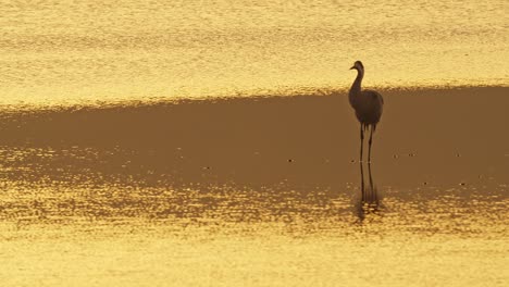 eurasian crane standing in a lake at sunrise, illuminated by beautiful light.