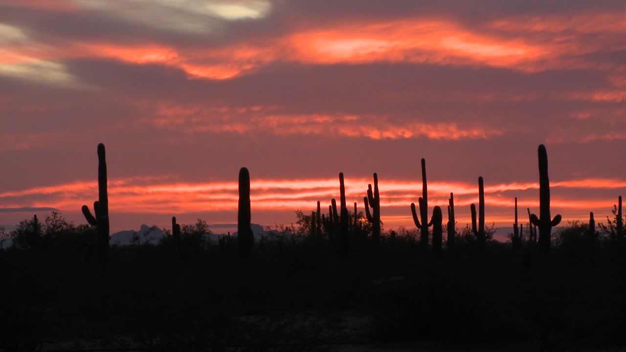 el sol se pone sobre un campo de cactus