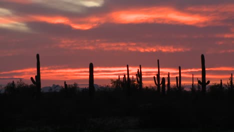 the sun is setting over a field of cactus