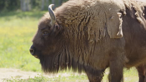 Búfalo-Europeo-Bison-Bonasus-En-Pradera-Disfrutando-Del-Sol