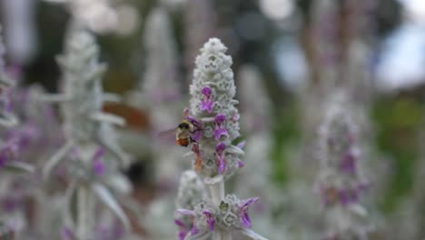 Large-bee-circles-flower-in-search-of-pollen