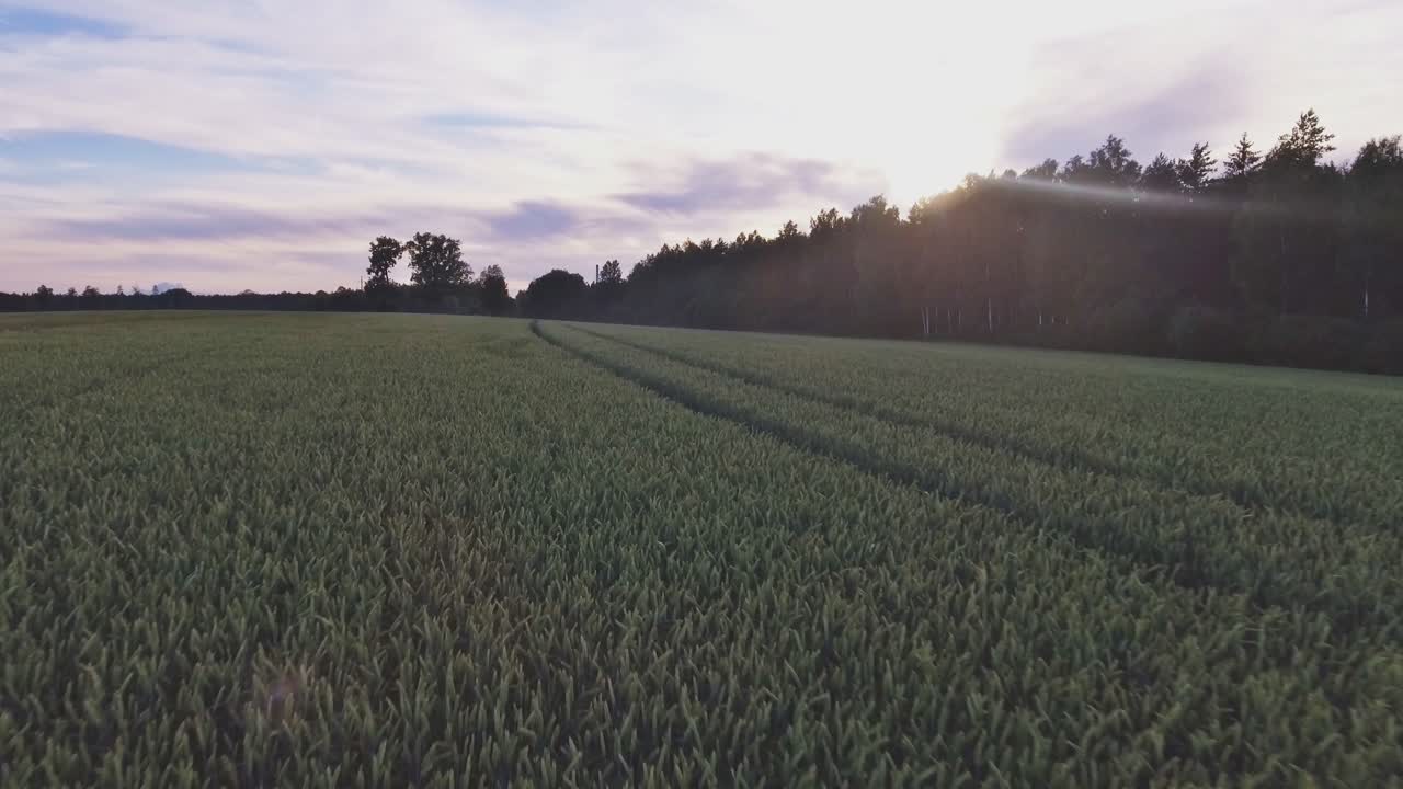 Grain Agricultural Culture Field Near The Forest At Sunset. Aerial Low Dolly-In