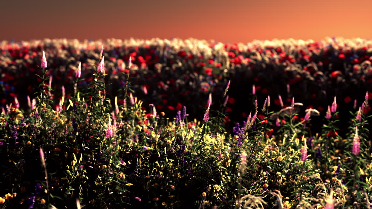 Field with flowers during summer sundown