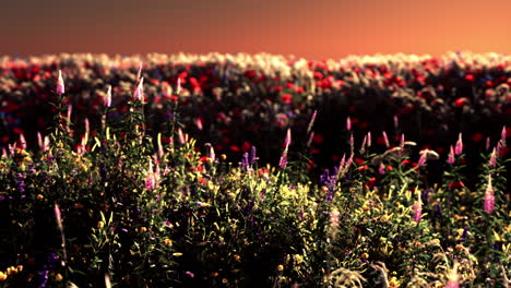 Campo-Con-Flores-Durante-El-Atardecer-De-Verano