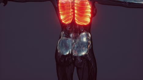 infección por coronavirus covid-19 en los pulmones