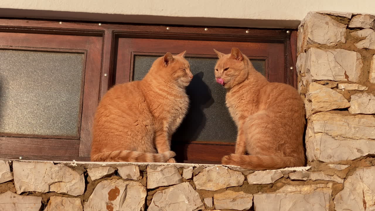 石塀に座る2匹のオレンジ色の野良猫。1匹は目を閉じて休み、もう1匹は唇をなめている。都会の屋外の光を楽しんでいる様子。