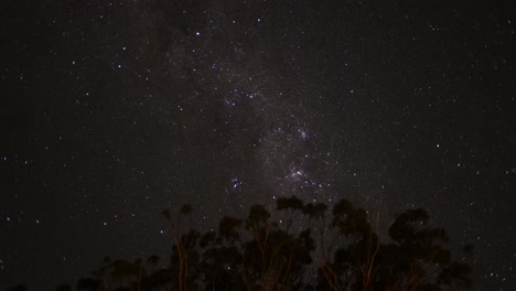 time-lapse of stars moving over tree silhouettes