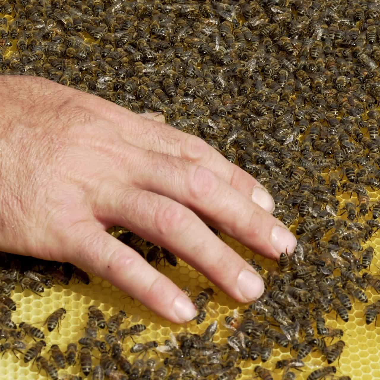 Beekeeper is working with bees and beehives on the apiary. Bees on honeycomb. Frames of a bee hive. Beekeeping. Honey.