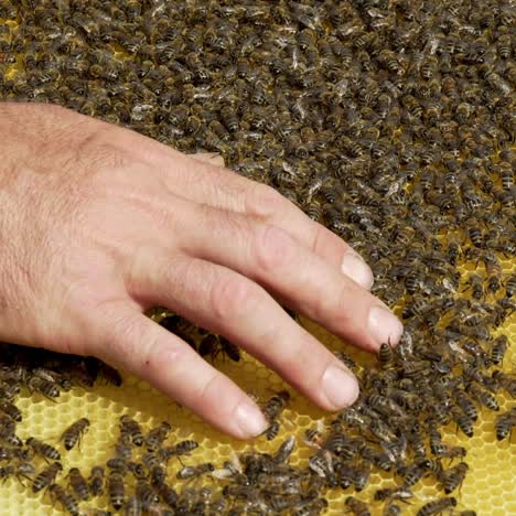 beekeeper is working with bees and beehives on the apiary. bees on honeycomb. frames of a bee hive. beekeeping. honey.