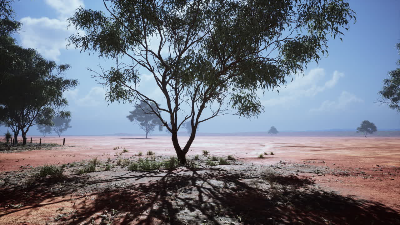 아프리카 사바나 에 있는 아카시아 나무