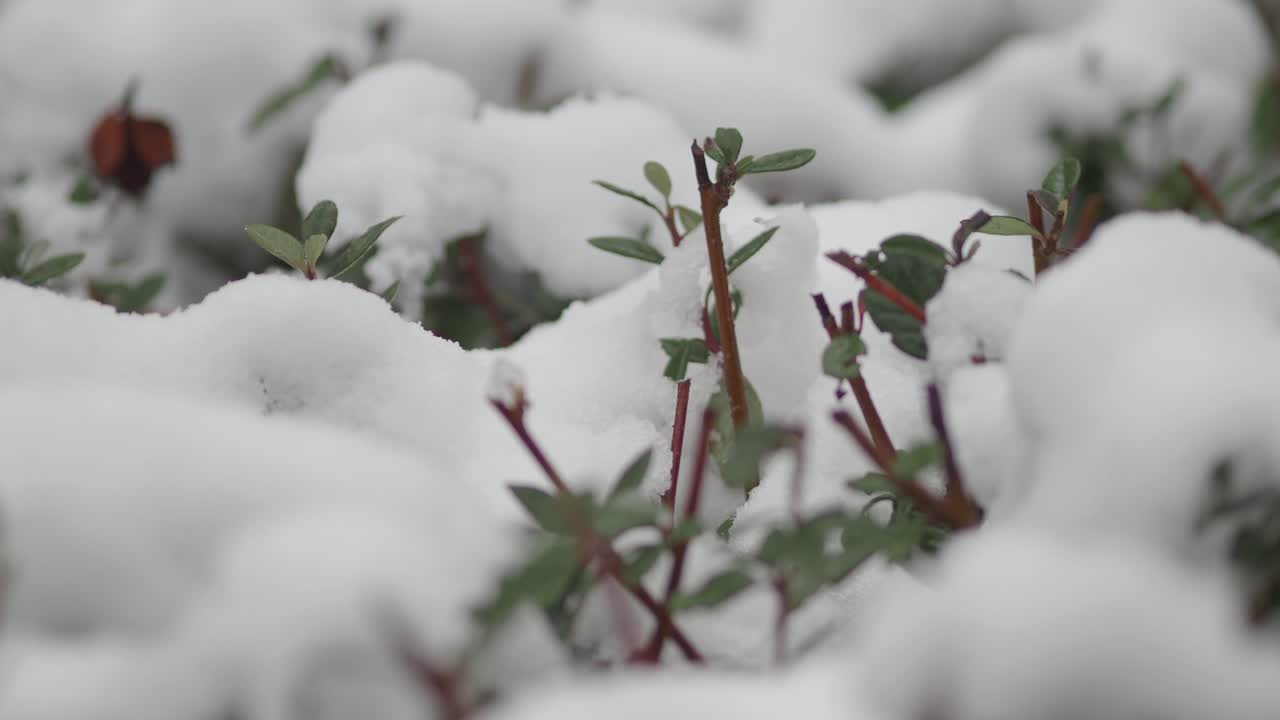 Primo piano di piante verdi coperte di neve fresca e bianca.