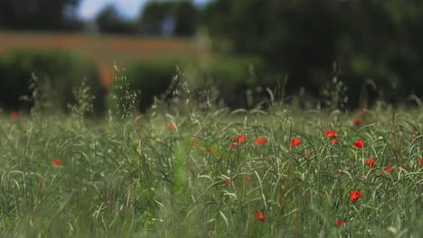 Field-filled-with-poppies-swaying-in-the-wind-against-a-blurred-background