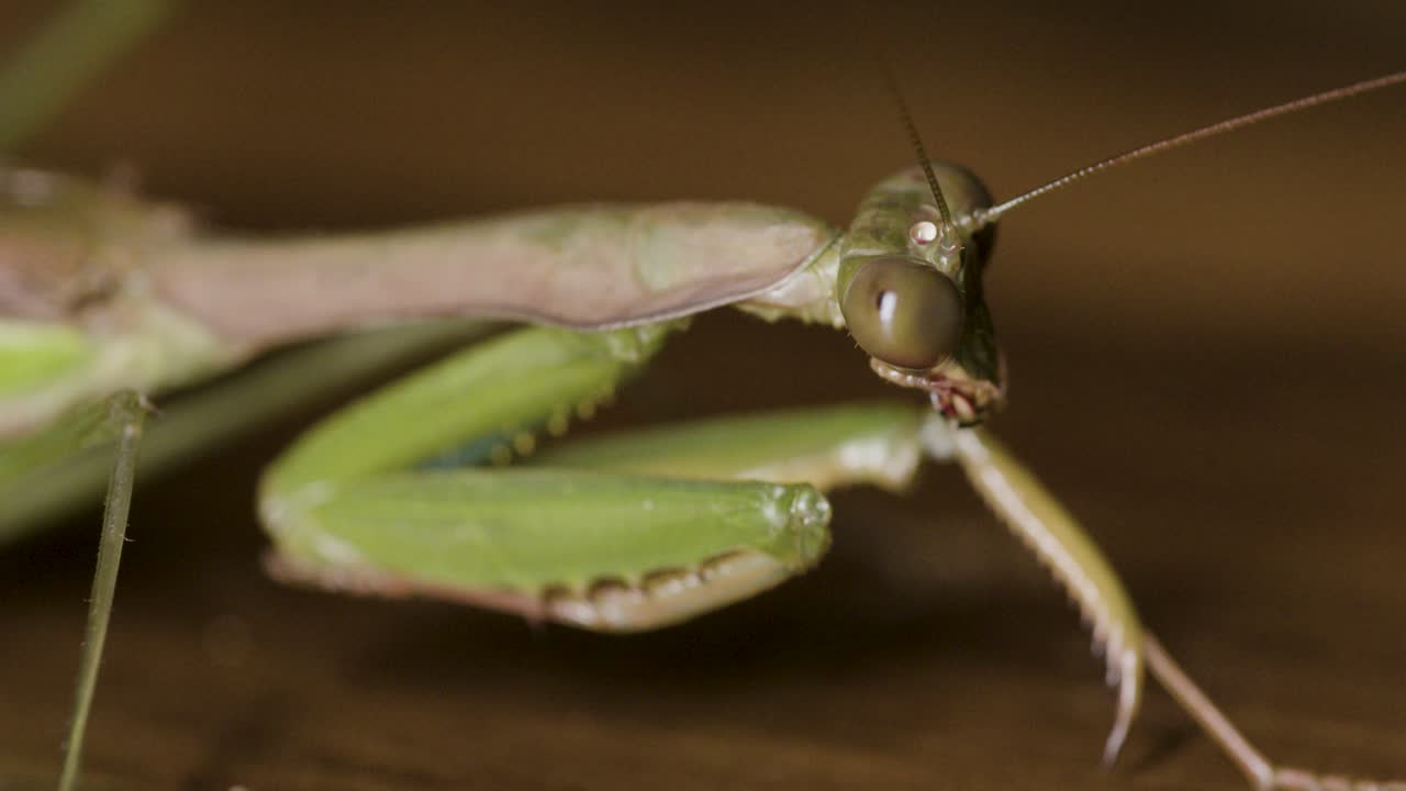 Macro close-up of a praying mantis (Mantis religiosa) staring ahead while gently moving its long antennae over a wooden surface, highlighting the insect’s eye and foreleg details