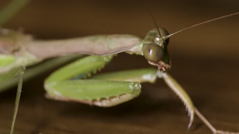 macro close-up of a praying mantis (mantis religiosa) staring ahead while gently moving its long antennae over a wooden surface, highlighting the insect’s eye and foreleg details
