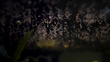 Mosquito-larvae-on-the-water-surface