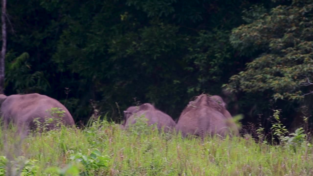 아시아 코끼리는 멸종 위기 종이며 태국 거주자이기도합니다.