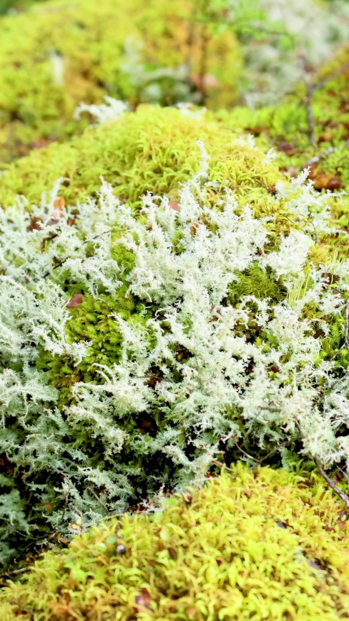 Close-up view of vibrant moss and lichen in a forest setting, showcasing rich textures and natural colors