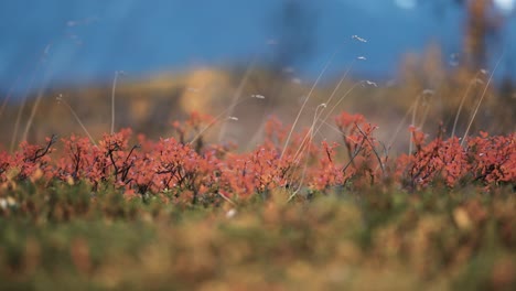 Eine-Nahaufnahme-Vom-Boden-Aus-Auf-Das-Bunte-Unterholz-In-Der-Herbstlichen-Tundra