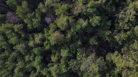 Drone-footage-about-a-green-forest