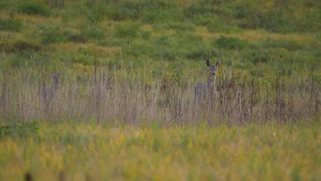 Pequeña-Manada-De-Ciervos-Escondida-Detrás-De-Una-Larga-Vegetación-En-Medio-De-Un-Campo-De-Hierba-Verde---Tiro-Medio-Largo