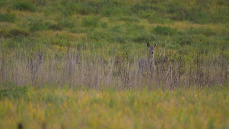 small herd of deer hiding behind long vegetation in the middle of a green grass field - medium long shot