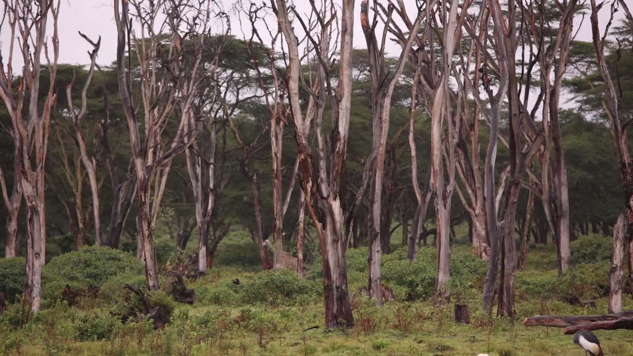 Giraffe in African Savanna