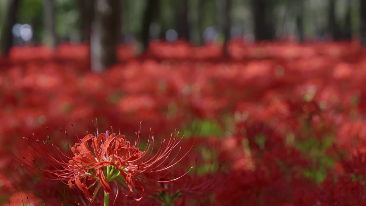 Slow cinematic tilt up over red spider lily field in Japan
